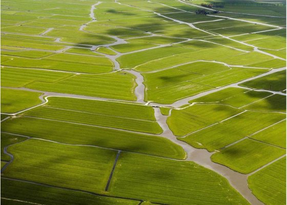 Legislature mulls measures to shore up nation's food security